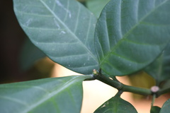 Tabernaemontana pachysiphon