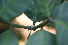 Tabernaemontana pachysiphon