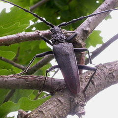 Cerambyx cerdo