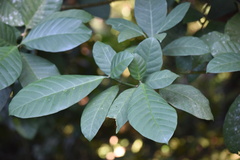 Tabernaemontana pachysiphon