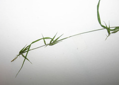Carex collinsii