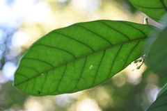 Tabernaemontana pachysiphon