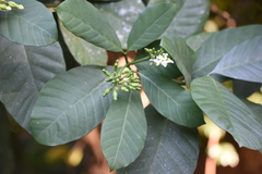 Tabernaemontana pachysiphon