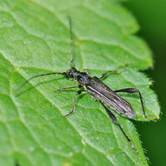 Callimoxys gracilis