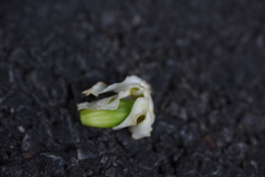 Tabernaemontana pachysiphon