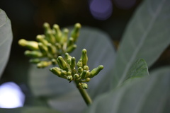 Tabernaemontana pachysiphon