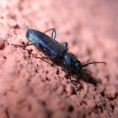 Callidium violaceum