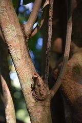 Tabernaemontana pachysiphon