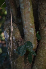 Tabernaemontana pachysiphon