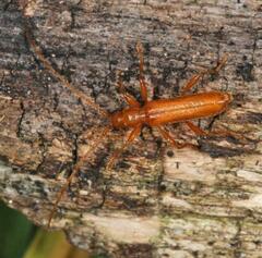 Axinopalpis gracilis