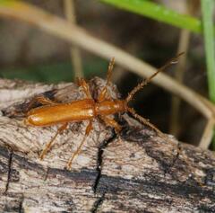 Axinopalpis gracilis