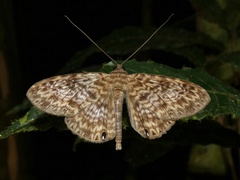 Dialithis gemmifera