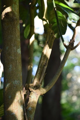 Tabernaemontana pachysiphon