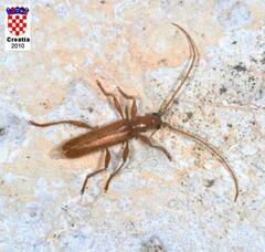 Axinopalpis gracilis