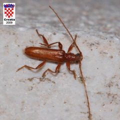 Axinopalpis gracilis