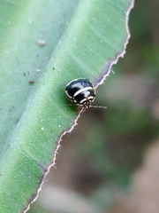 Plataspidae