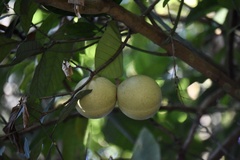 Tabernaemontana pachysiphon