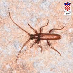 Axinopalpis gracilis