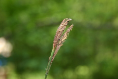 Carex polymorpha