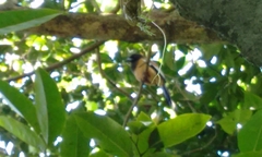 Dendrocitta vagabunda