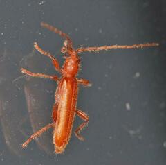 Axinopalpis gracilis