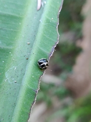 Plataspidae