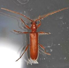 Axinopalpis gracilis