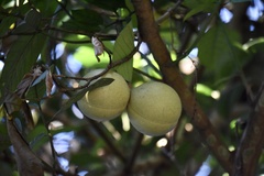 Tabernaemontana pachysiphon