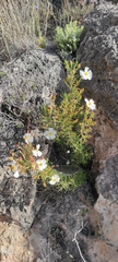 Cistus clusii