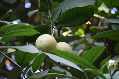 Tabernaemontana pachysiphon