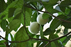 Tabernaemontana pachysiphon