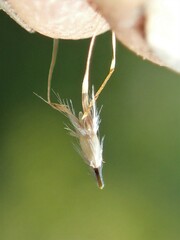 Rytidosperma setaceum