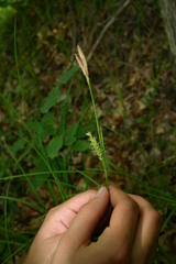 Carex polymorpha