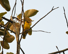 Oriolus tenuirostris
