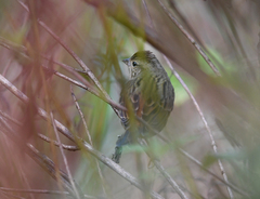 Emberiza rutila