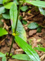 Hedyotis