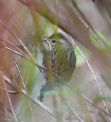 Emberiza rutila