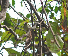 Phylloscopus claudiae