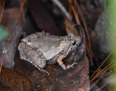 Microhyla berdmorei