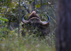 Bos gaurus