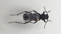 Xylotrechus