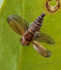 Entomophthorales