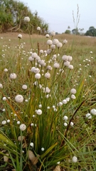 Eriocaulaceae