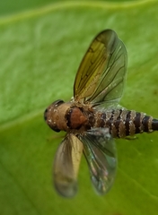 Entomophthorales