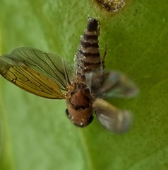 Entomophthorales