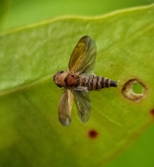 Entomophthorales