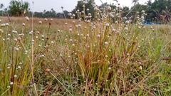 Eriocaulaceae