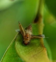 Entomophthorales