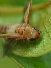 Entomophthorales