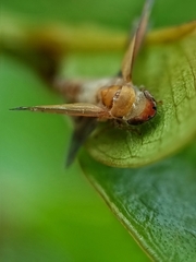 Entomophthorales